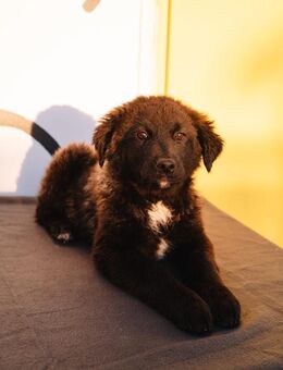 Flauschball Cvita - Ellerbek