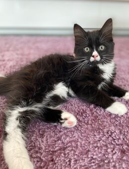 BLH British Langhaar Katze schwarz weiß - Rheda-Wiedenbrück