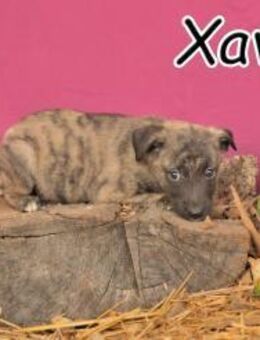 Ist Xavir auf dem Weg zu dir?❤️ - Essingen (Rheinland-Pfalz)