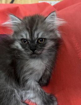 Süße, hübsche BKH-Kitten ab 10.10.2025 abzugeben, Kinderfreundlich und Futterfest - Essen