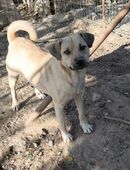 Goldstück Lana in 66636