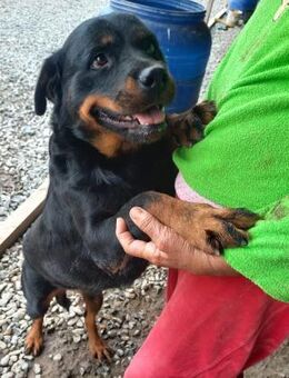 Rottweilerhündin LEXA - Weilheim (Oberbayern)
