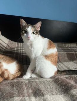 Verspielte SAMBA sucht Dosenöffner ♥️ - München