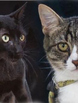 Kim und Kris, zwei Glueckskinder - Brunstorf