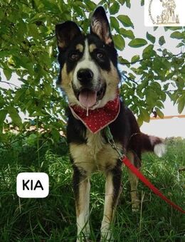 KIA - sanftes, liebenswertes ... - Kissing