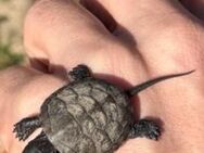 Europäische Sumpfschildkröten Emys orbicularis - Ingolstadt