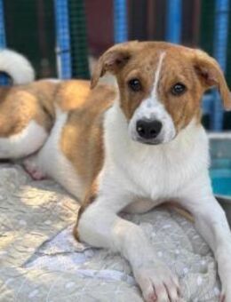 JARI - liebes, verspieltes Kerlchen - Velbert