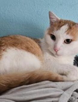 Lemmy- ein Kater weiß was er will - Meuselwitz