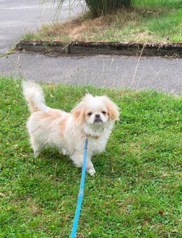 Zwerg Pekinese - Hilden