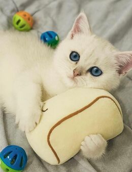 BKH Kitten Reinrassig Abgabe-bereit - Bestwig