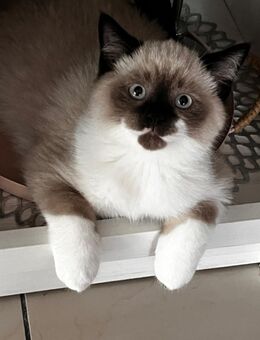 RAGDOLL-BKH-Kitten - Brieselang