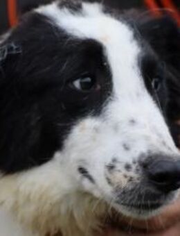 Pingu - hübscher Wuschelrüde - Lohra