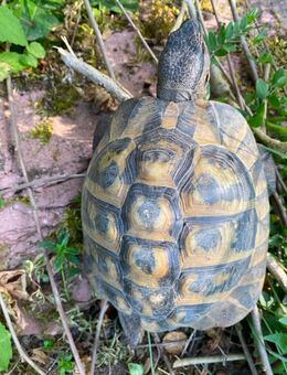 Griechische Landschildkröte - Römerberg
