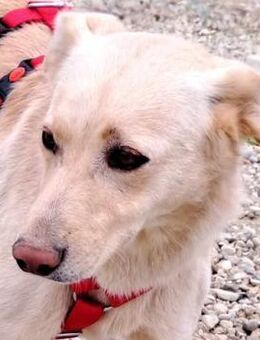 Herzige Labrador-Mix-Mädelchen Goldie... - Mannheim