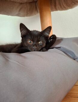 Katzen kitten mix - Haßbergen