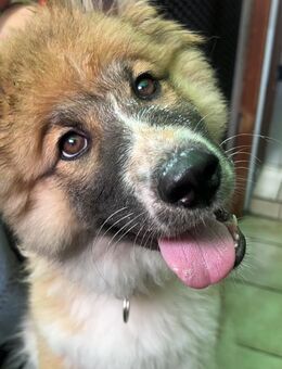 American akita x Harzer Fuchs - Dortmund