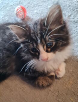 Maine Coon Wirbelwind - Bretten
