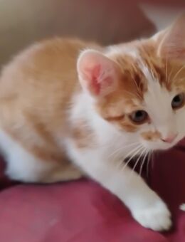 Süßes rot/weißes Katzenbaby einer Glückskatzenmama in Berlin - Berlin