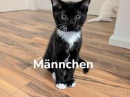 BKH/Ragdoll Kitten - Gummersbach Zentrum
