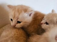 Perser bkh kitten - Itzgrund