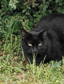 Sammy und Blacky auf der Suche nach einem Zuhause # Tierschutz - Neumarkt (Oberpfalz)