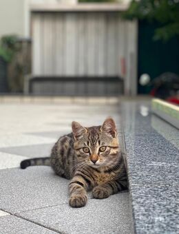 🐾 Süße Babykatzen suchen ein liebevolles Zuhause 🐾 - Bielefeld
