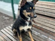 In SH wartet kleine süße Fibi auf dich. - Augsburg