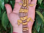Super große super giant Leopardgeckos super zahm - Jüchen