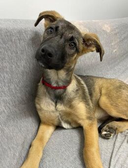 Clevere Malinois-Mix Hündin Inna - Beltheim