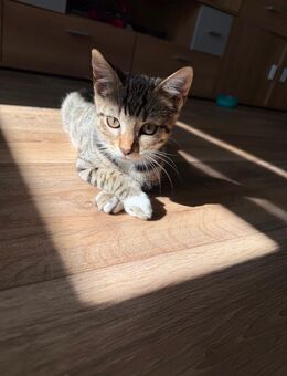 Bengal- Mix Mädchen - Rathenow