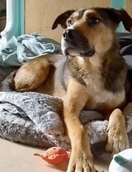 Sky - ist verträglich mit Hund & Katze - Willich
