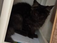 Maine coon XXL dürfen ausziehen - Essen