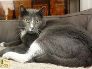 Tommy - Handicap-Kater sucht Zukunft - Bad Camberg
