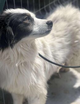 Kuschelmaus Ariana🌺 sucht ihre Familie - Seggebruch