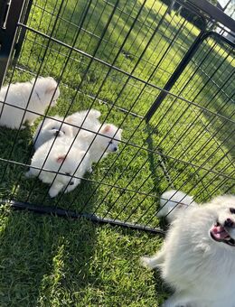 🐾 Zwei reinrassige weiße Spitz-Hündinnen suchen ein liebevolles Zuhause 🐾 - Hamburg