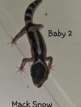 Leopardgeckos in verschiedenen Farben zu verkaufen - Freiberg (Neckar)