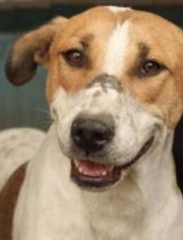 Tinka hat ein Herz aus Gold 🐾 - Elsdorf (Nordrhein-Westfalen)