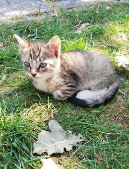 Kätzchen /Kitten - Rahden