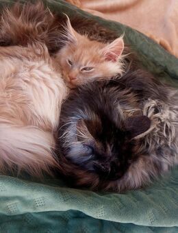 Maine coon Katzen 4 Monate alt - Gmund (Tegernsee)