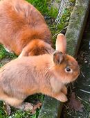 Wegen Umzug leider dringend abzugeben in 42857