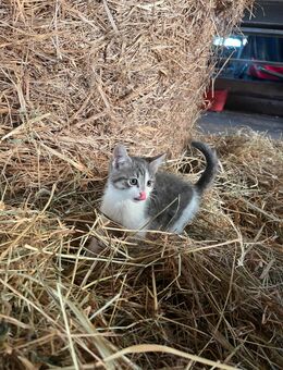 Katzenbabys abzugeben - Süderstapel