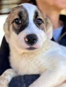 MELLIE ~ mit ständig wedelnder Rute - Duisburg