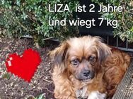 LIZA sucht liebevolles Zuhause - Kreuth