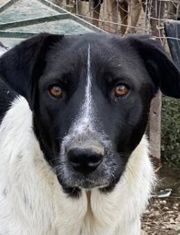 Yaska, geb. ca. 02/2022, GRIECHENLAND - Euskirchen