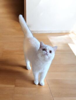 Tolle BKH Eisbärchen - Mainhausen