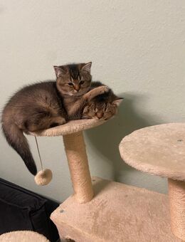 Kater Britisch kurzhaar - Köln