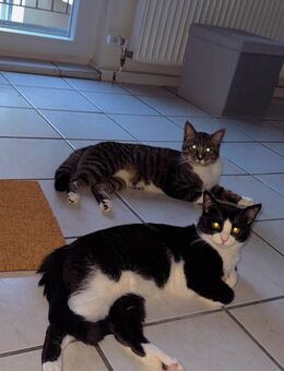 Kitten - Wuppertal