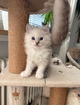 Britisch Langhaar × Ragdoll Mix Kitten - Schwarzenbek