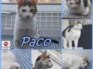 Lieber Paco sucht passendes Zuhause - Margetshöchheim