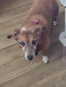 Suche kleinen Hund bis ca. 12 kg – liebevolles Zuhause mit Herz und Erfahrung (Hamburg & Umgebung) - Rellingen